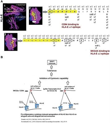 The Impact of Inflammation on the Immune Responses to Transplantation: Tolerance or Rejection?